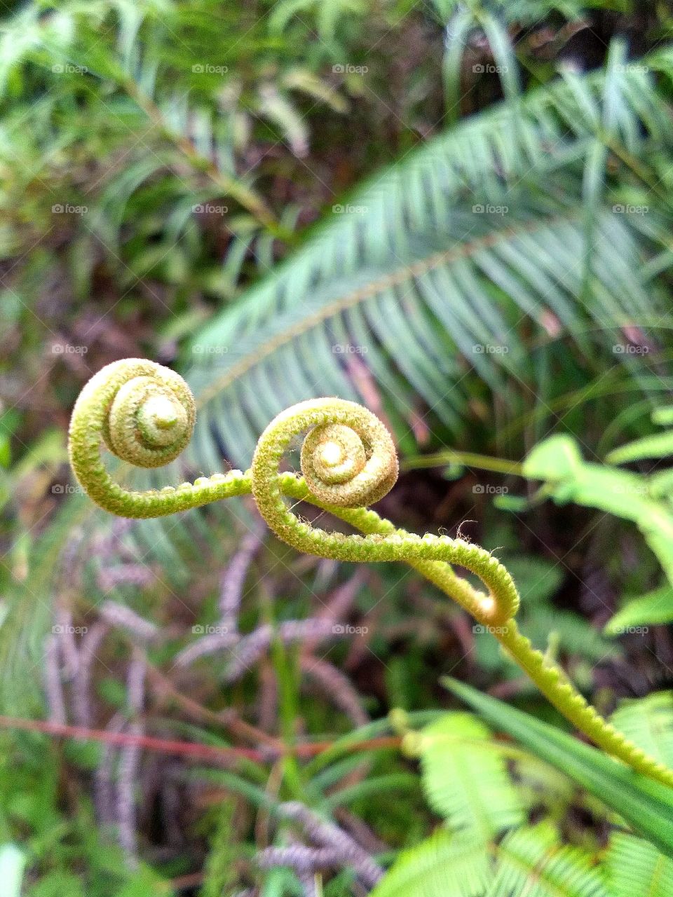 A fern is a member of a group of vascular plants that reproduce via spores and have neither seeds nor flowers