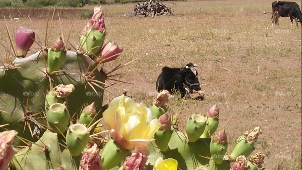 Beautiful cow in a field and cactus.