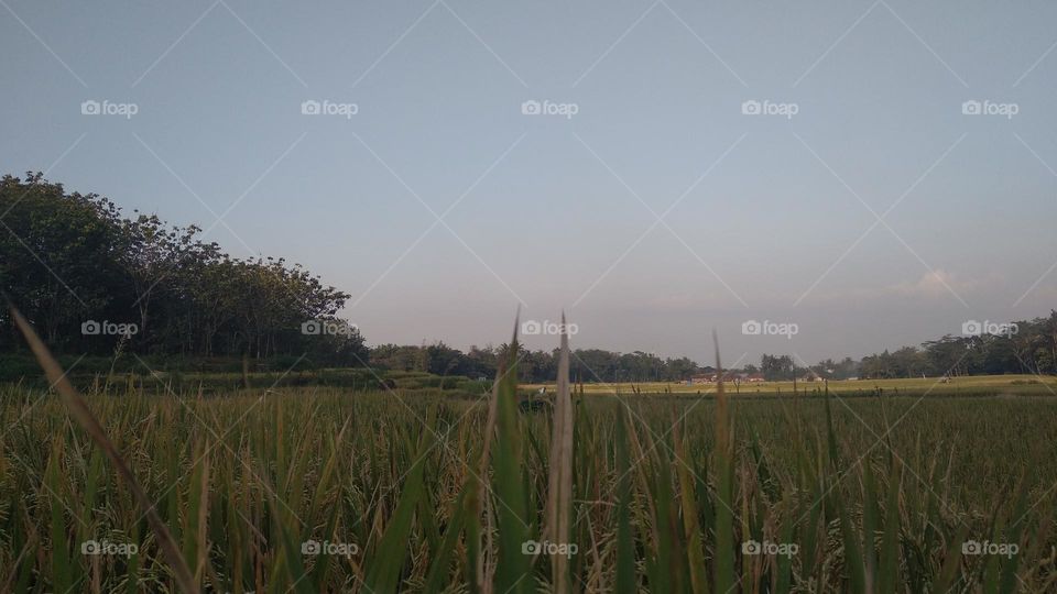 Beautiful view in the afternoon in the rice fields