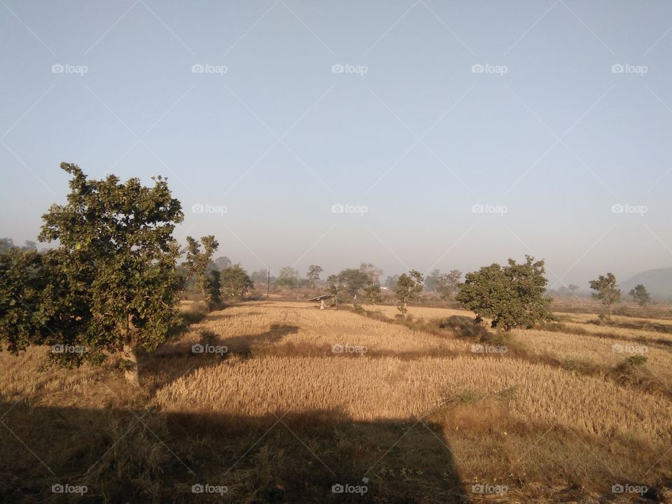 cropland field landscape
