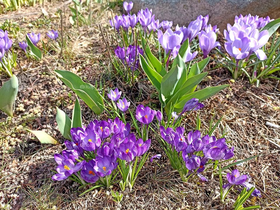 crocuses purple 💜 flowers spring nature, mobile photography