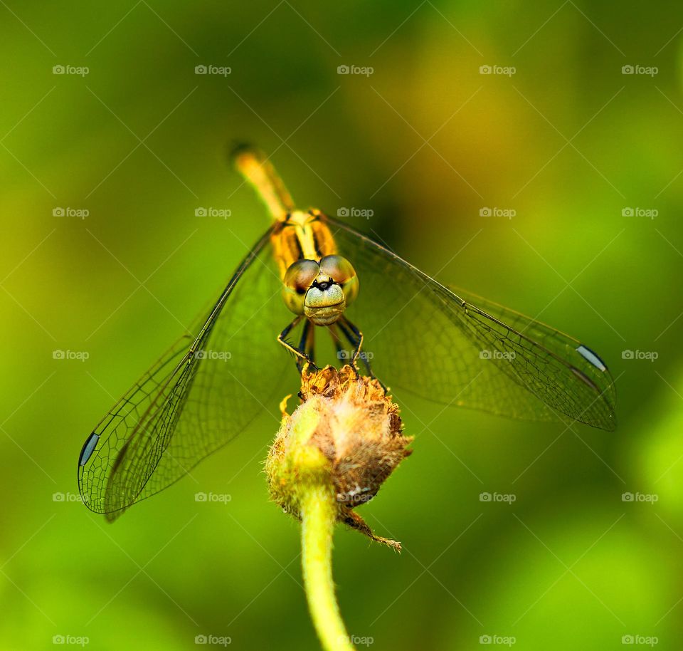 Dragon fly - Closeup shot 