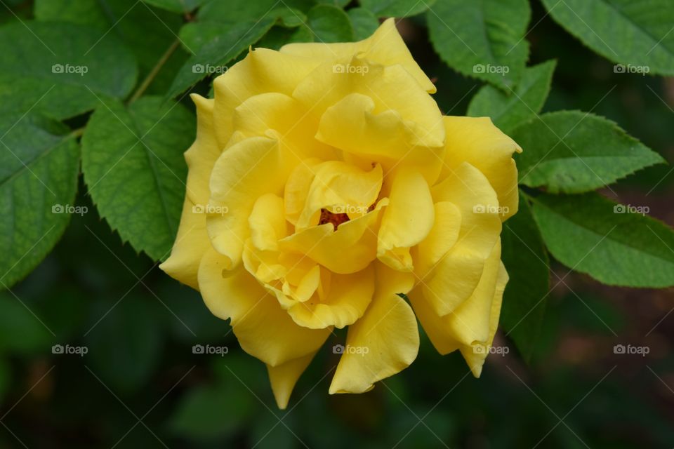 Yellow Texas Rose