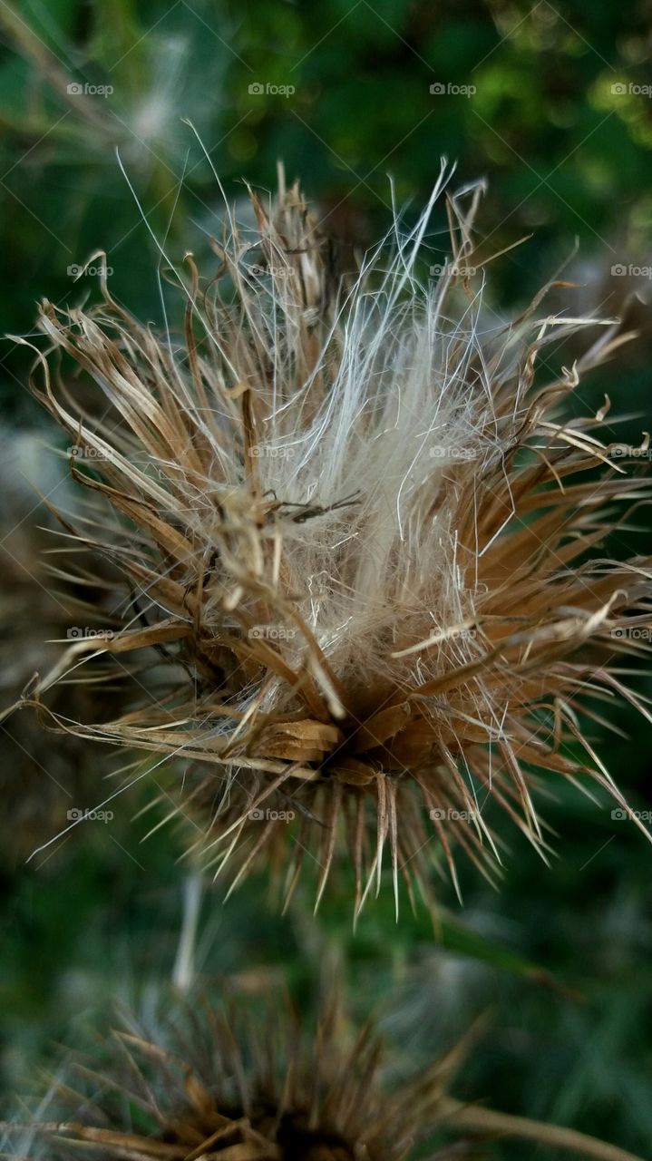 fall flower