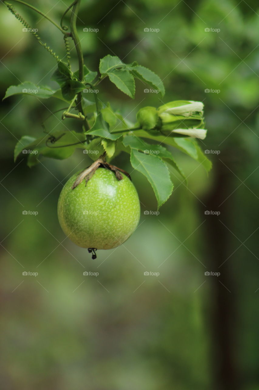 fresh passion fruit with green background