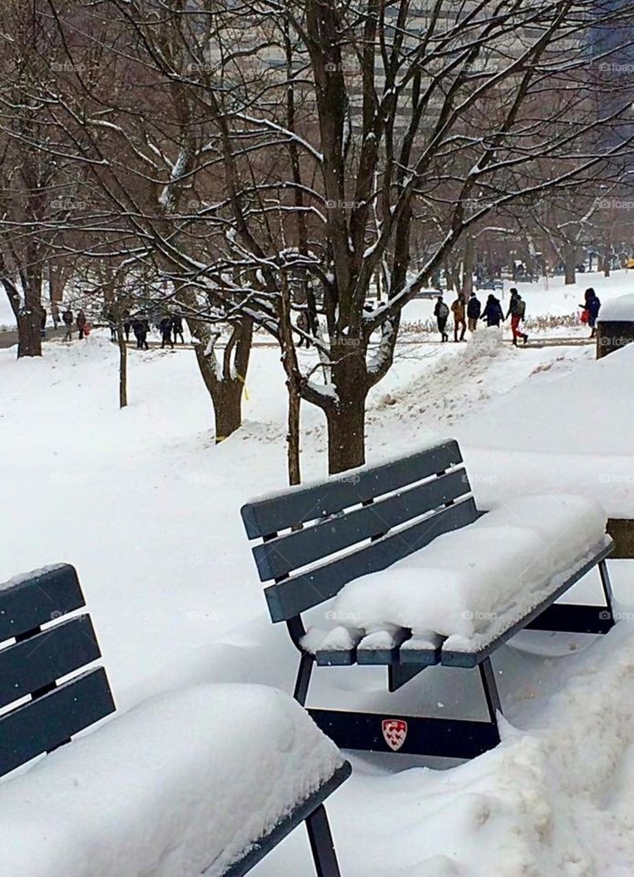 benches covered in snow