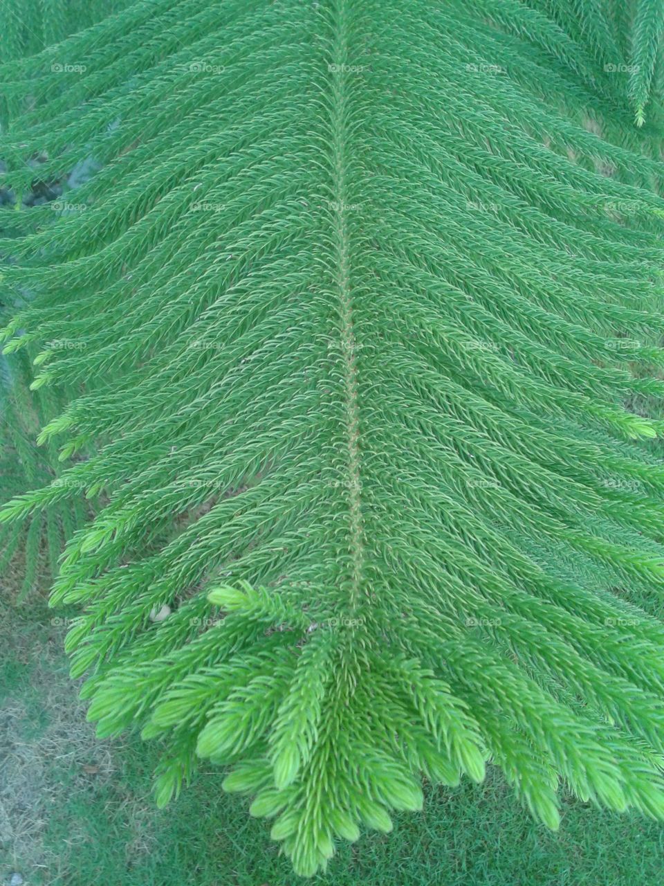 the fresh leaf