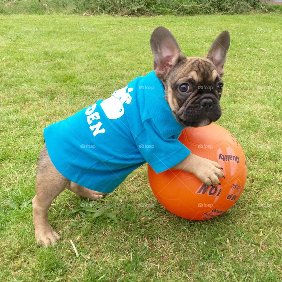 French Bulldog puppy ready with his A game and his shirt on. Asking are you ready to play ball!