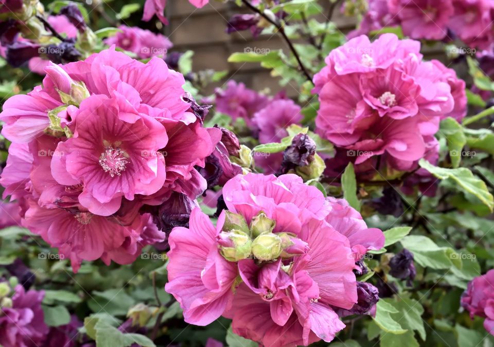 Beautiful pink summer garden flowers