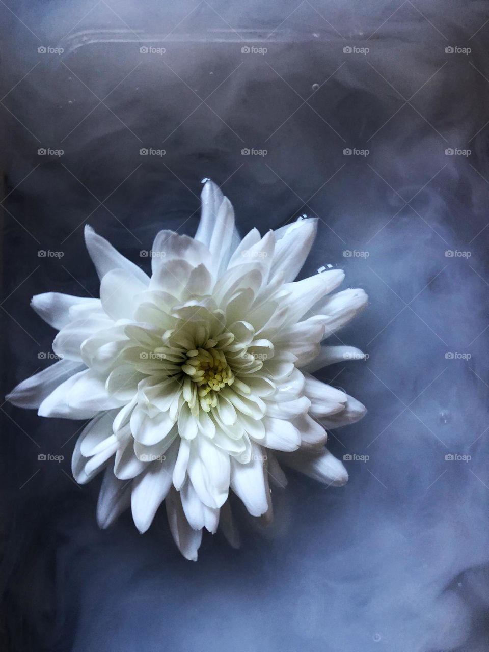 White flower in cloudy water