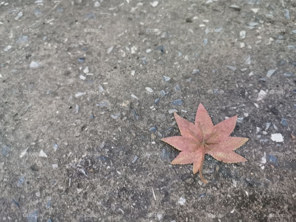 Just changing the view can make the leaves dry and look beautiful.