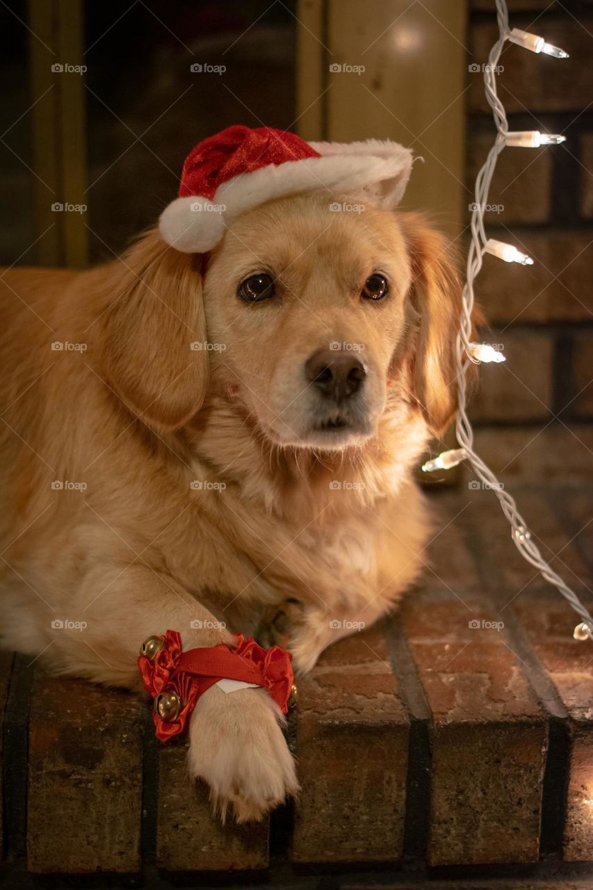 Christmas dog photo shoot