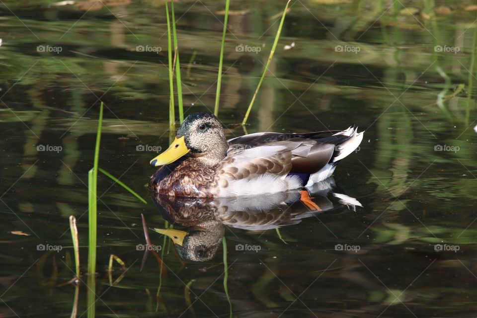 Among the reeds