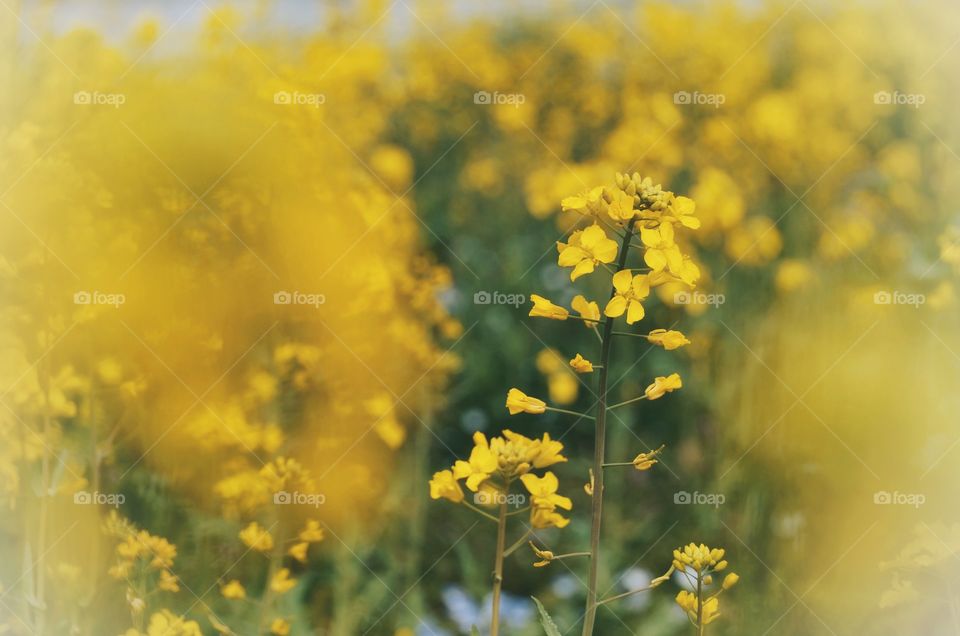 A field of yellow flowers