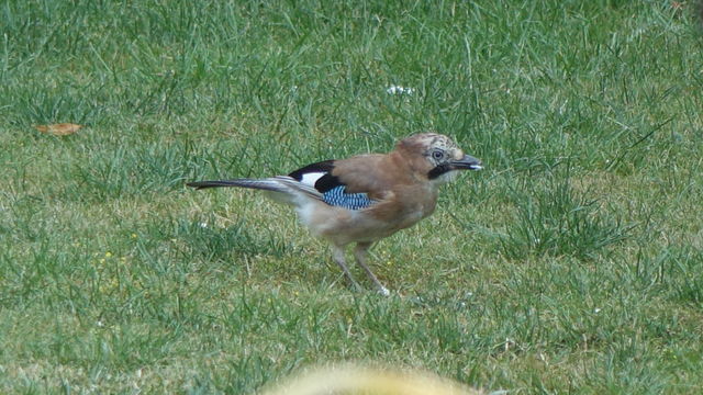 Jay