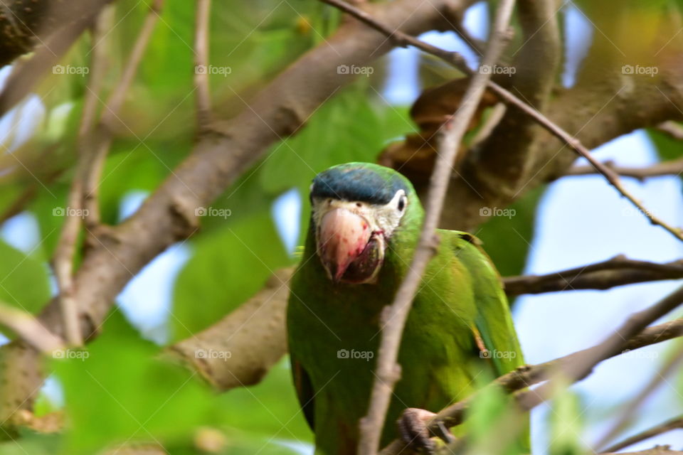 Maracanã Bird