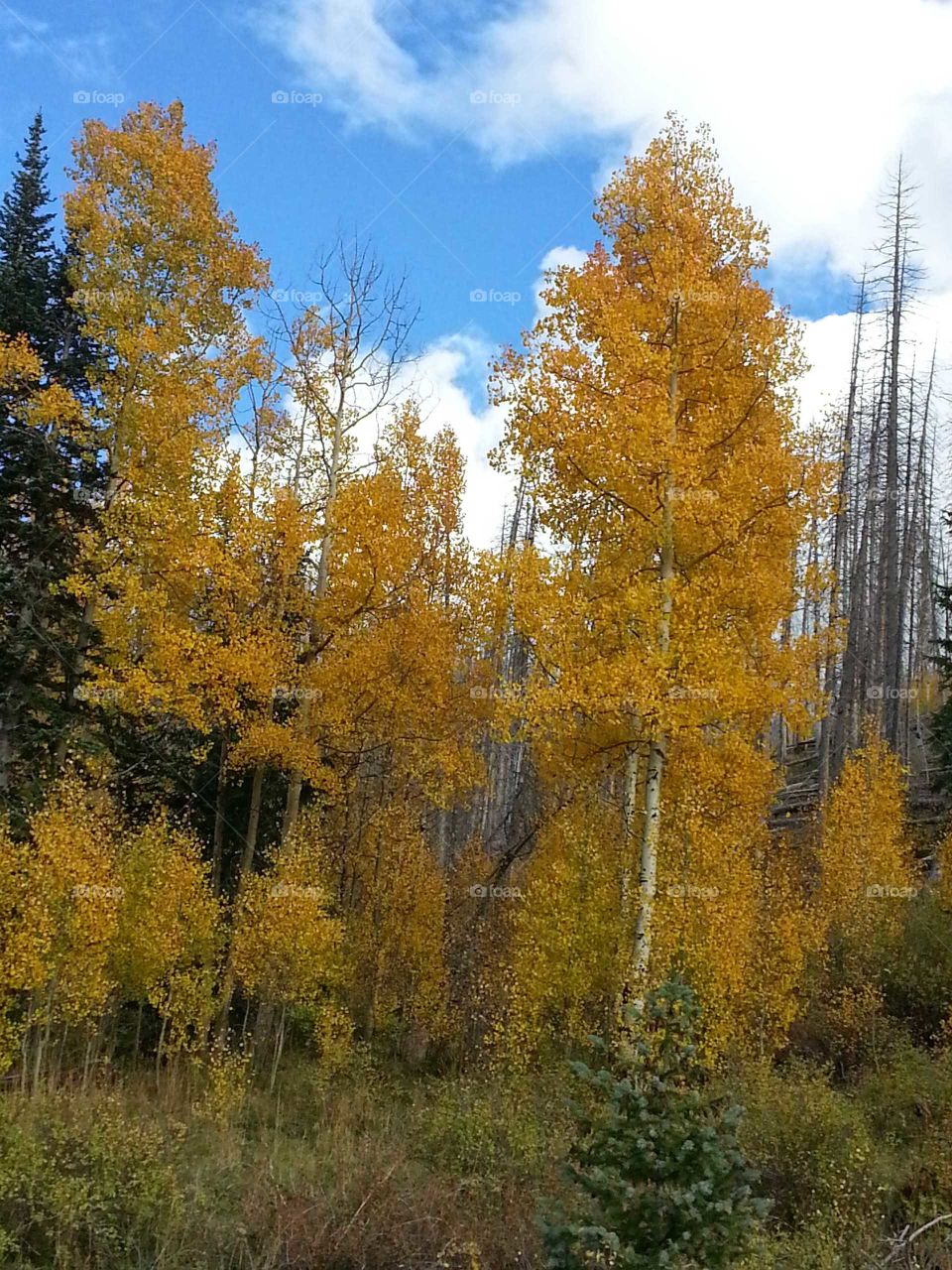 aspen trees on missionary ridge Durango Colorado