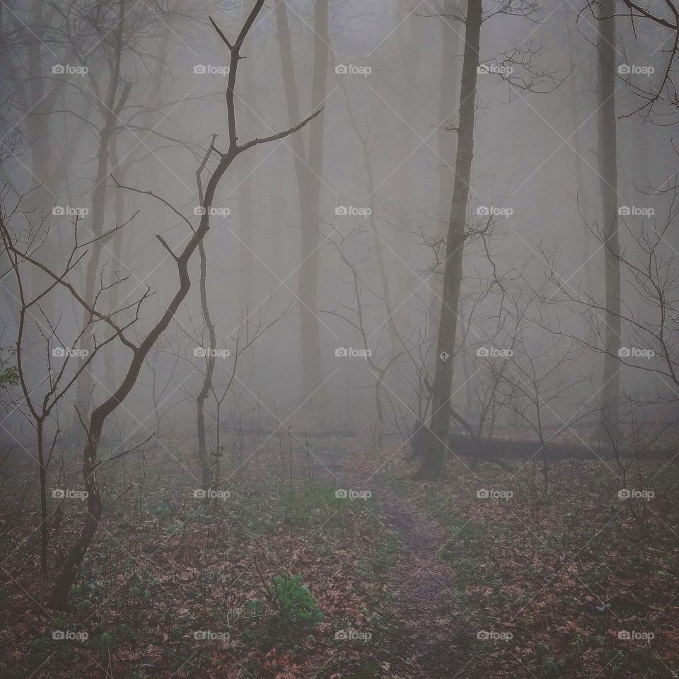 Hiking through the Fog