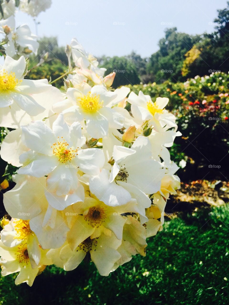 White roses 