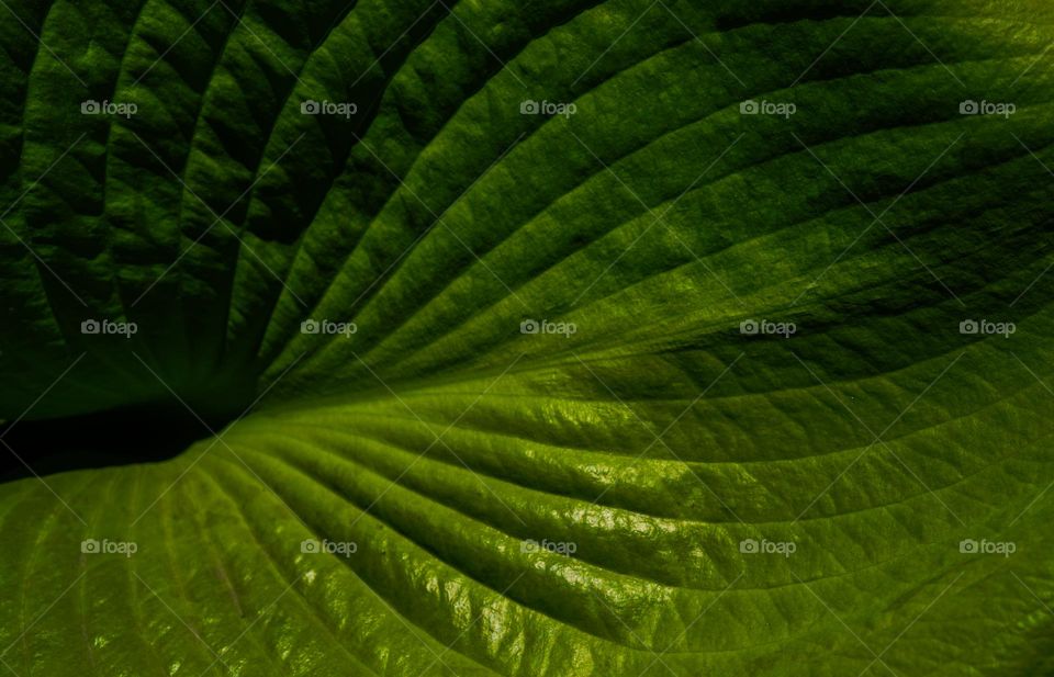 Green leaf