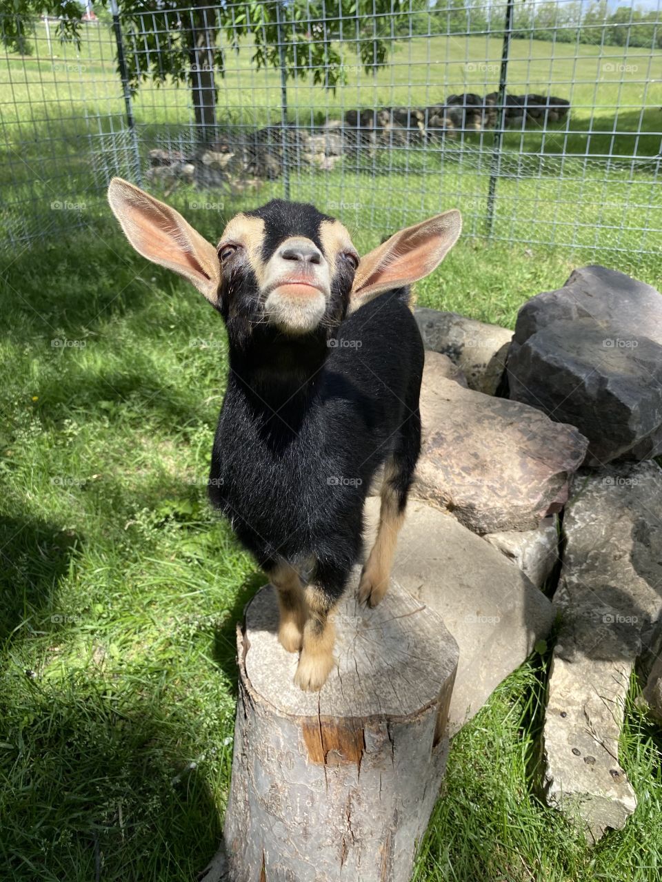 Happy baby goat