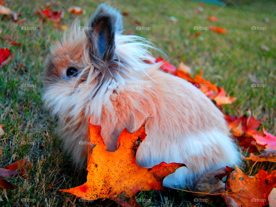 Bunny in Fall