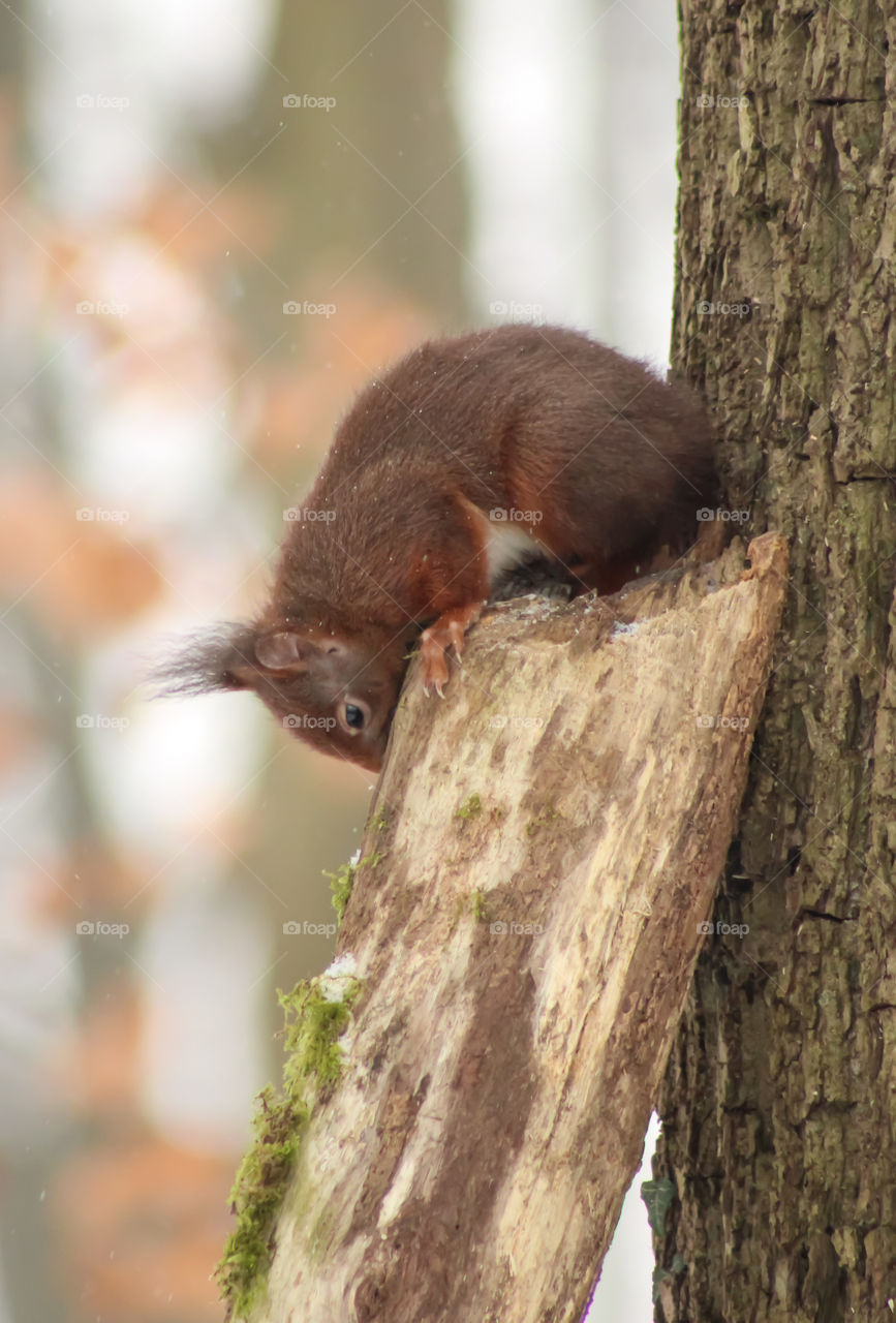 Squirrel, Sad posture?