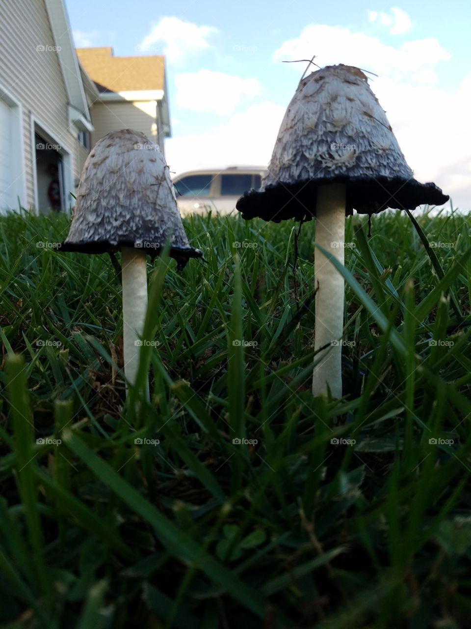 Tall mushrooms