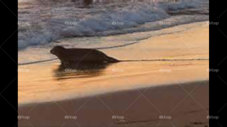 Here's my seal of approval