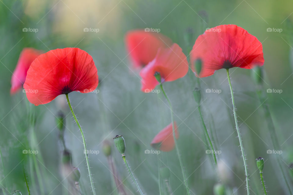 Poppies field in summer