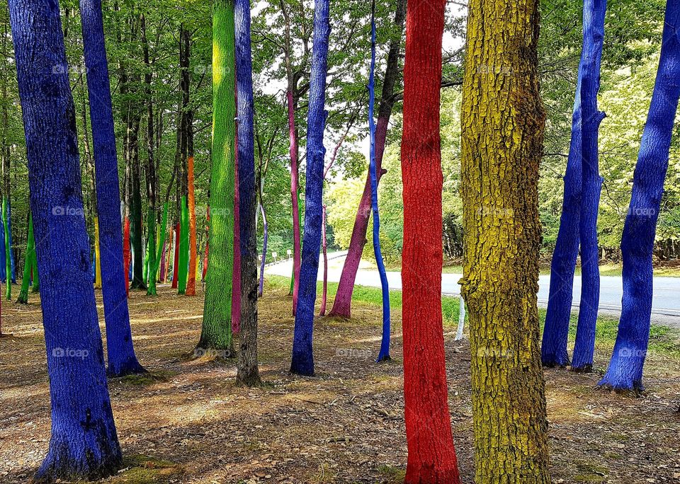 a magical place, colorful forest, Romania