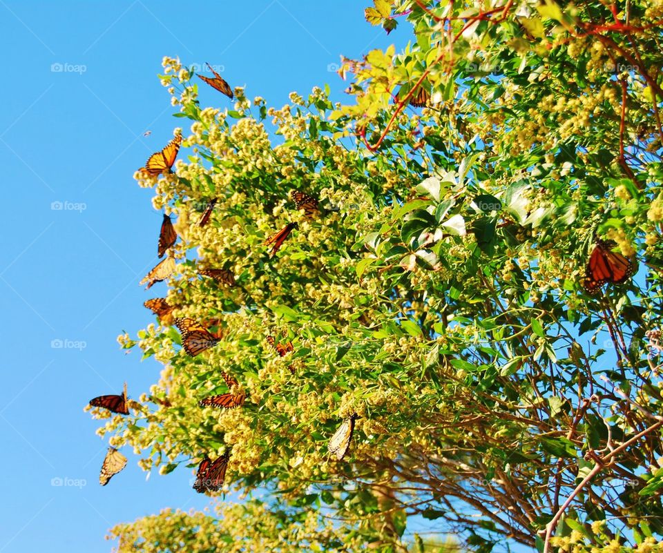 Butterflies on blooming tree