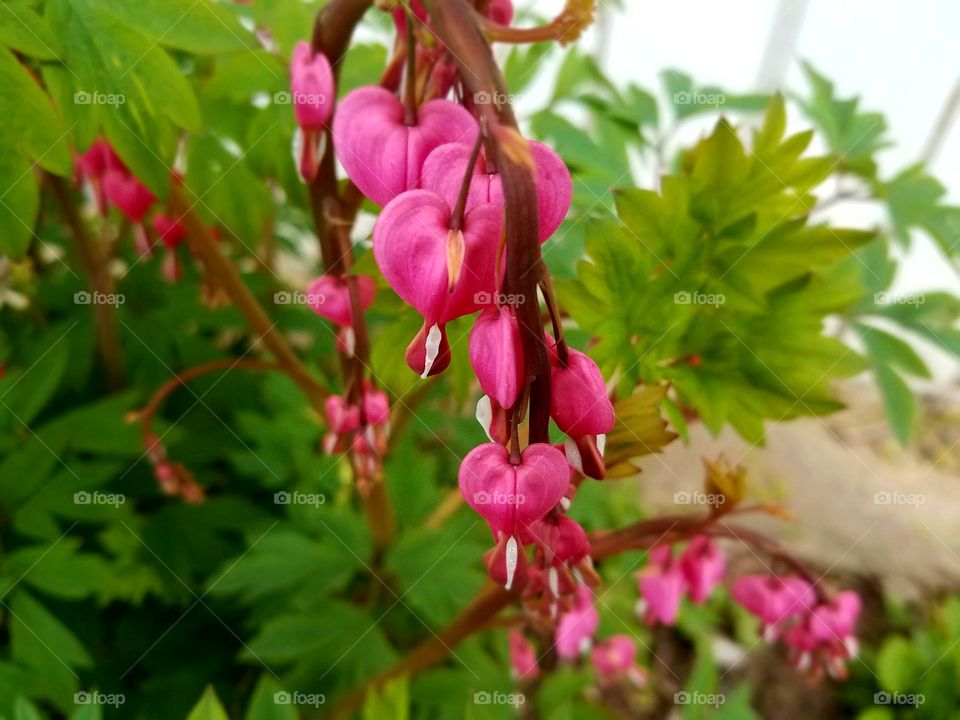 Loving the  Spring Flowers in our Yard