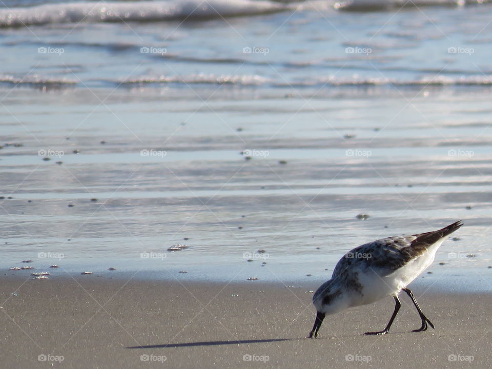 OBX shorebird