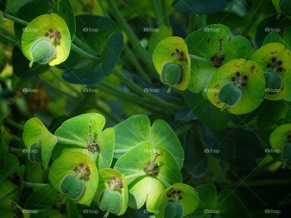 The light gives life