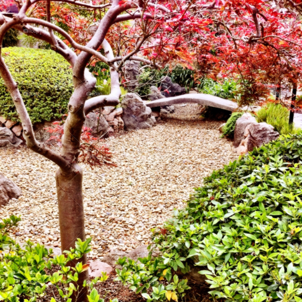 garden japanese australia sydney by fairybelle