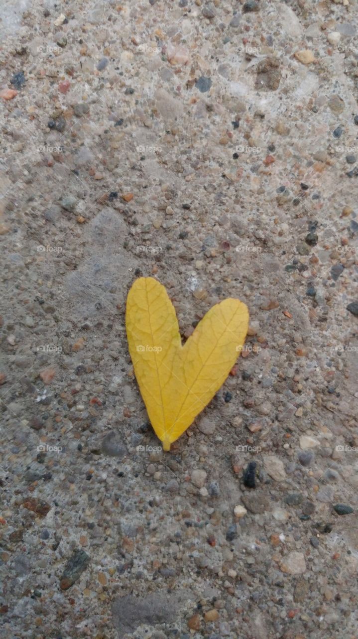 leaf shaped like a heart