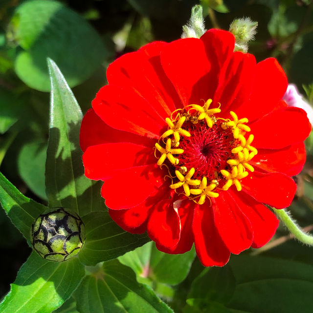 Flower 