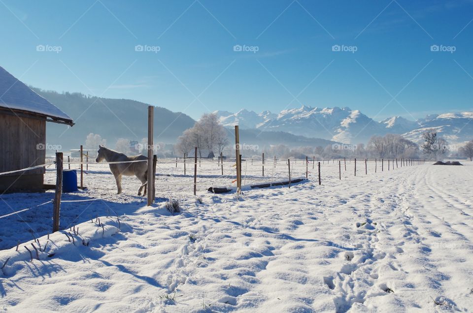 The natural beautiful winter with a horse