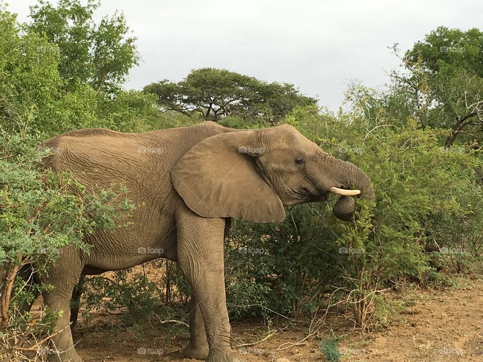 Elephant feeding on a thorn bush 