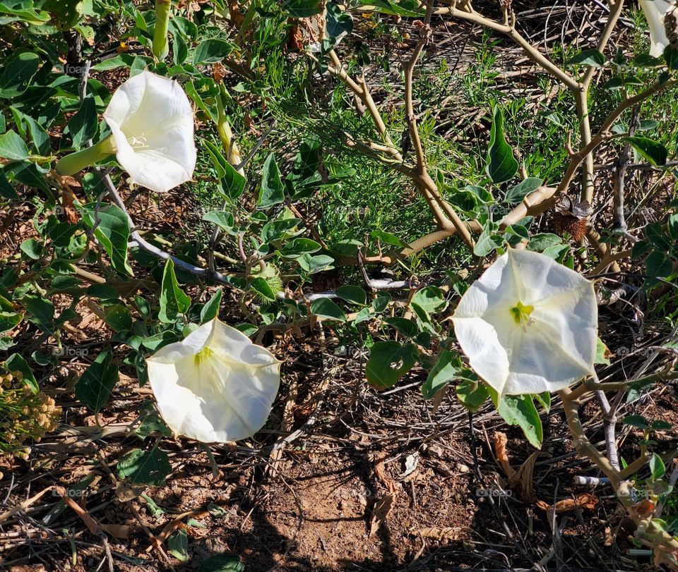 Three White Flowers by the Lakeshore