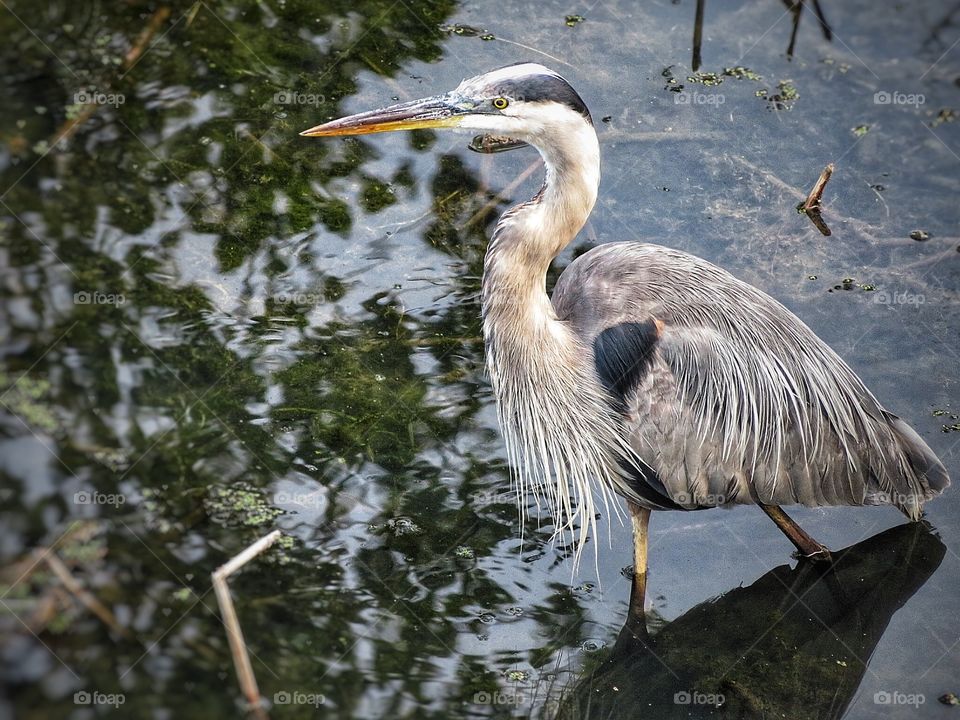 Heron St Lawrence river 