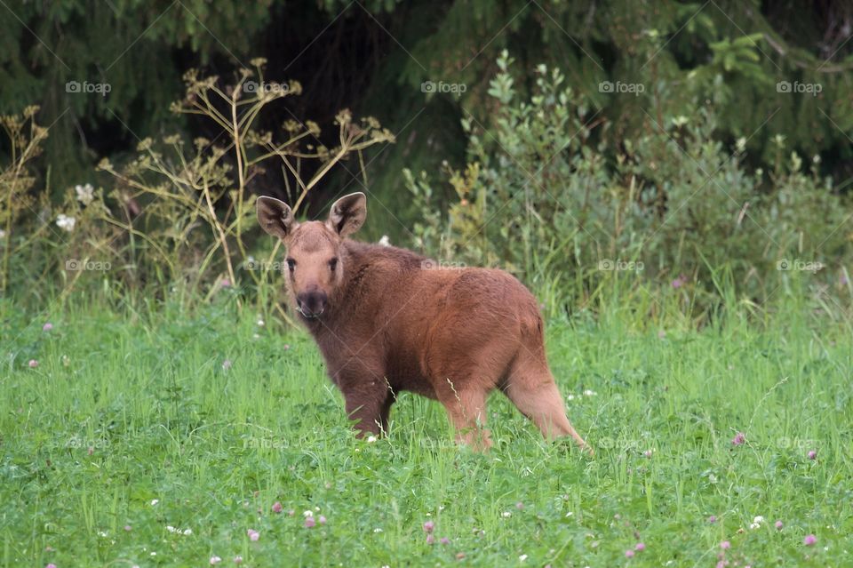 Elk calf on flowery