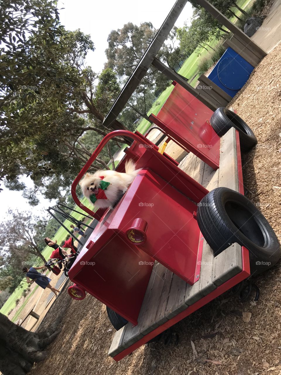 A little Pomerania on the train toy at the park Kingston Cheltenham Melbourne Australia 