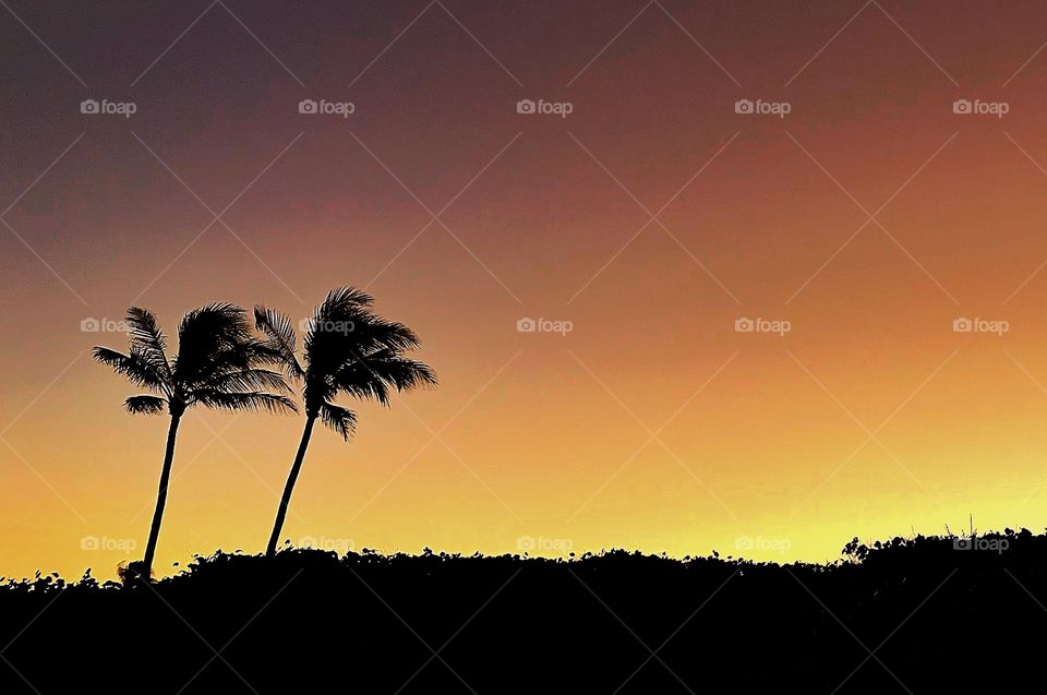 Sunset and palms