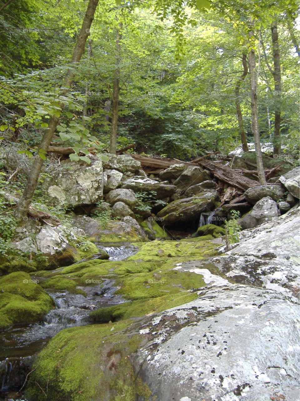 Small creek running through the Virginia forest. 