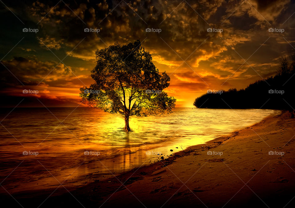 tree at tanjung beach