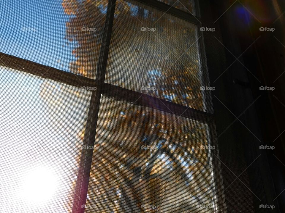 Fall window