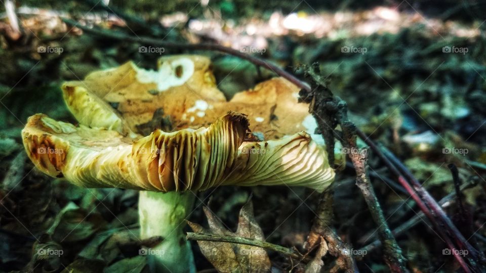 mushroom in the woods