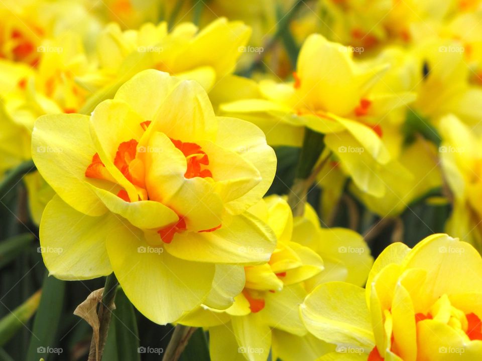 Yellow daffodils 